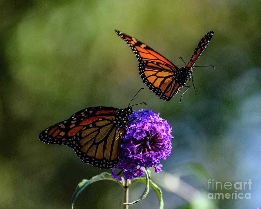 Graceful Flight Of The Monarch Photograph