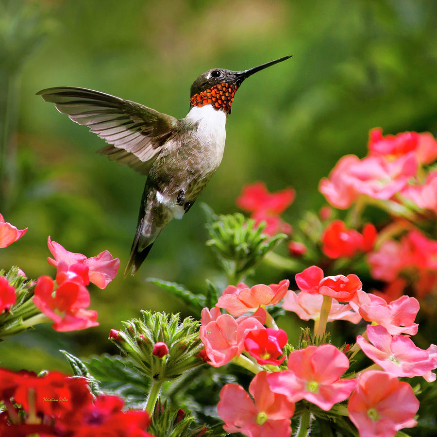 Flower Photograph - Graceful Garden Jewel Hummingbird Square by Christina Rollo