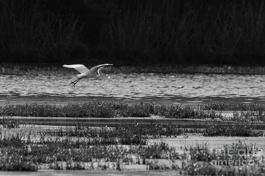 Graceful Great White Egret Grayscale Photograph by Jennifer White Graceful Great White Egret Grayscale Photograph by Jennifer White