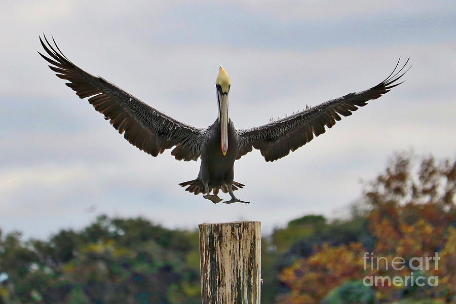 Pelican Photograph - Graceful Pelican Landing by Carol Groenen
