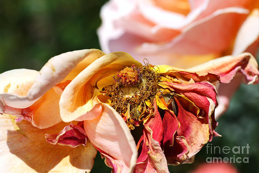 Graceful Pink Rose Aged Beauty Photograph by Joy Watson