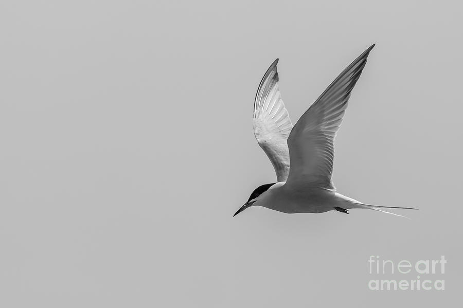 Graceful Tern Photograph by Alma Danison