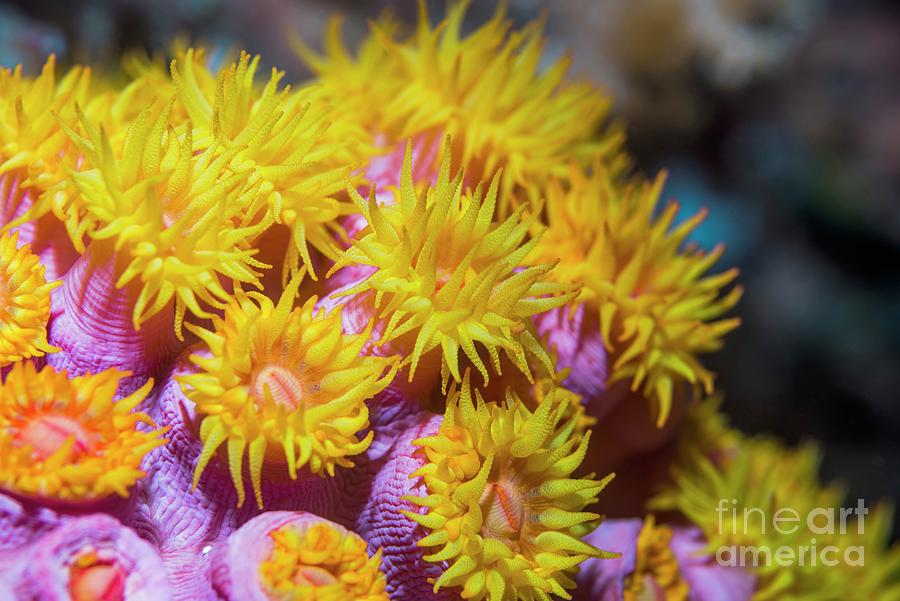 Gracile Cup Coral Photograph by Georgette Douwma/science Photo Library