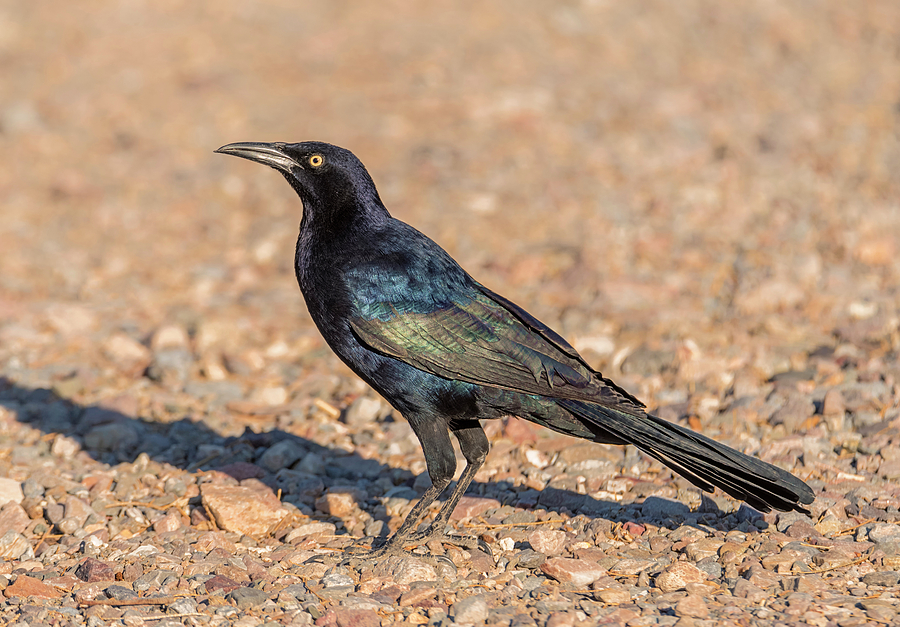 Grackle in the Sun Photograph by Loree Johnson