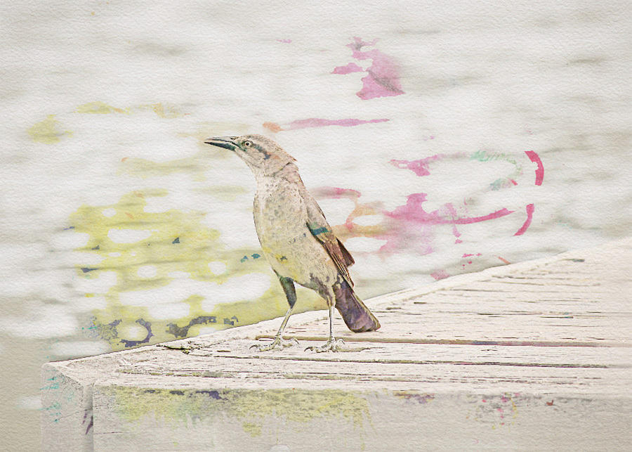 Grackle on a Dock Watercolor Photograph by Alison Frank