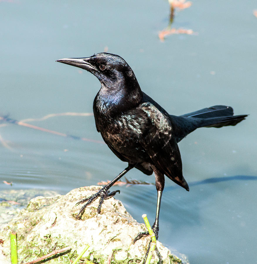 Grackle On The Shore Photograph by Norman Johnson