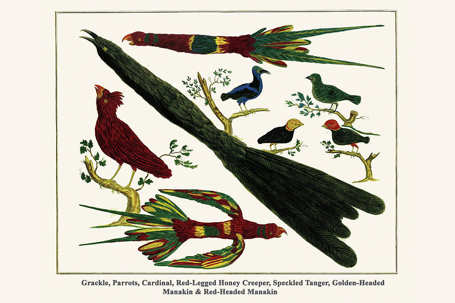 Nature Painting - Grackle, Parrots, Cardinal, Red-Legged Honey Creeper, Speckled Tanger, Golden-Headed & Red-Headed Manakin by Albertus Seba