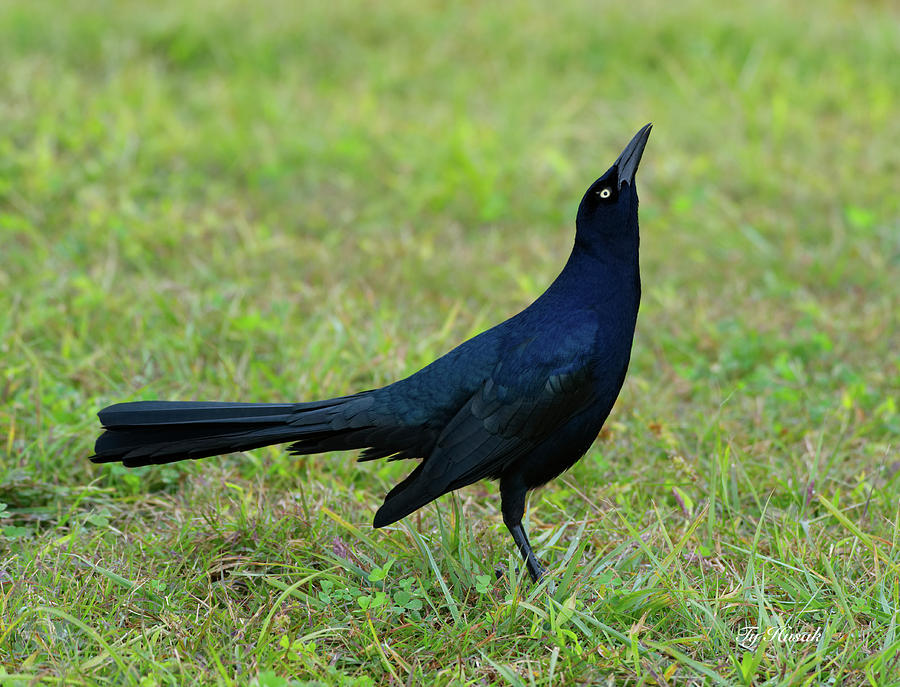 Grackle Photograph by Ty Husak