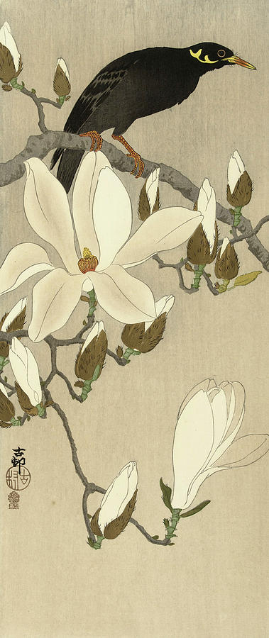 Flowering Painting - Gracula On Flowering Magnolia Branch, 1910 by Ohara Koson Flowering Painting - Gracula On Flowering Magnolia Branch, 1910 by Ohara Koson