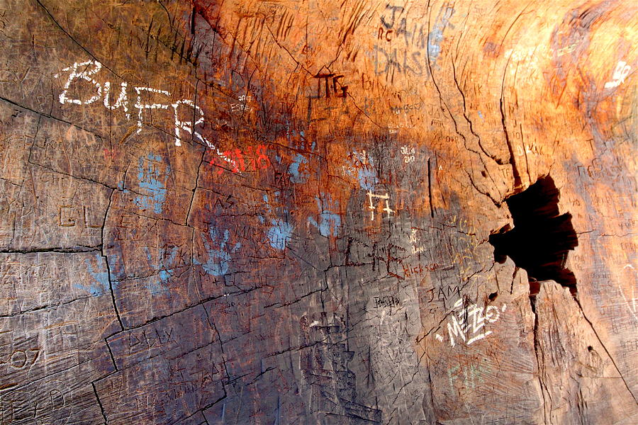 Graffitied Sequoia Photograph