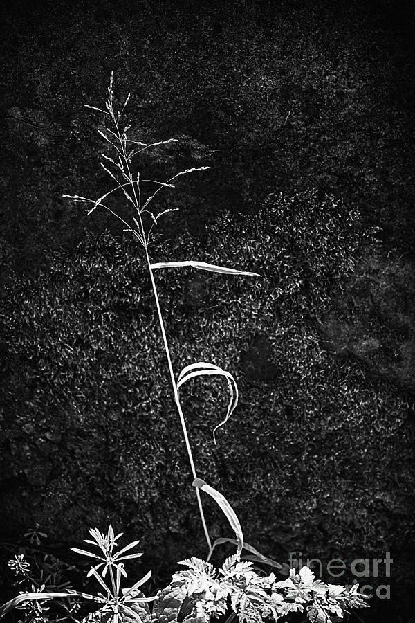 Grain at the top of Sljeme Photograph by Norman Gabitzsch