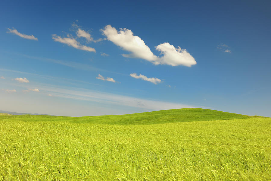 Grain Field by Cornelia Doerr