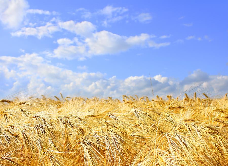 Grain Field Macro With Blue Cloudy Sky Photograph by Deepblue4you
