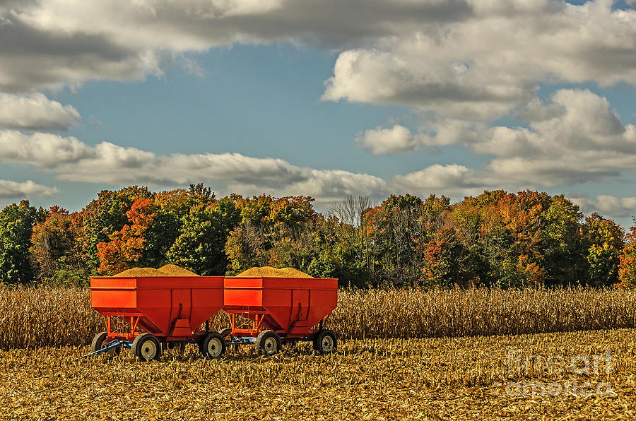 Grain Wagons Loaded With Maize by Sue Smith Grain Wagons Loaded With Maize by Sue Smith