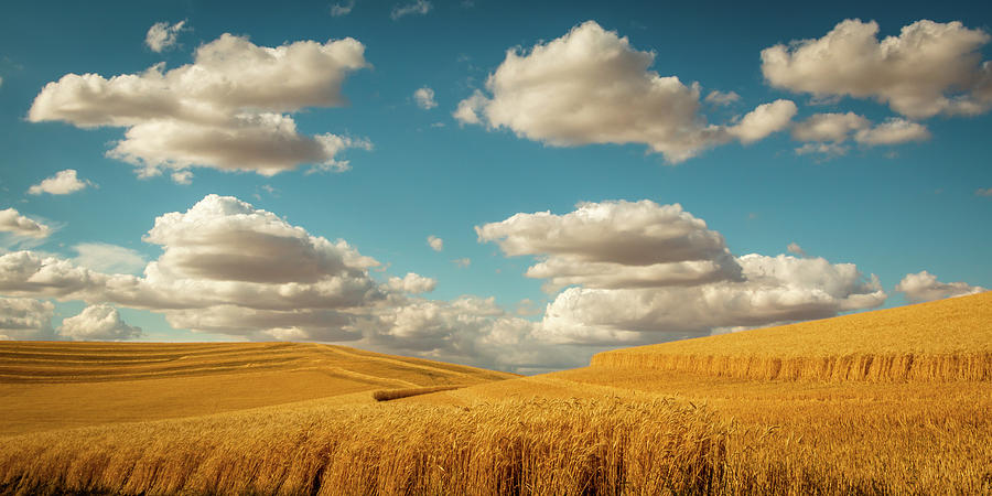 Grains of Palouse Photograph by Claude Dalley