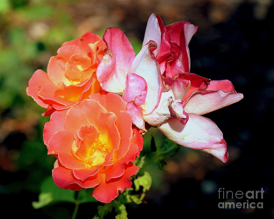 Granada in Bloom Photograph by Betsy Warner - Fine Art America