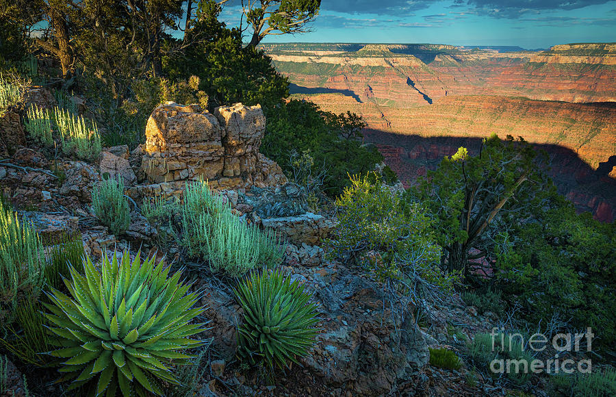 Grand Canyon Agaves Photograph by Inge Johnsson