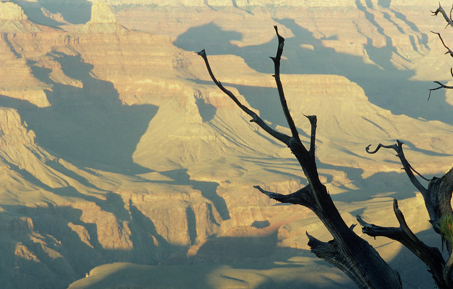 Grand Canyon, Arizona, Dead Tree In Photograph by Andy Sotiriou