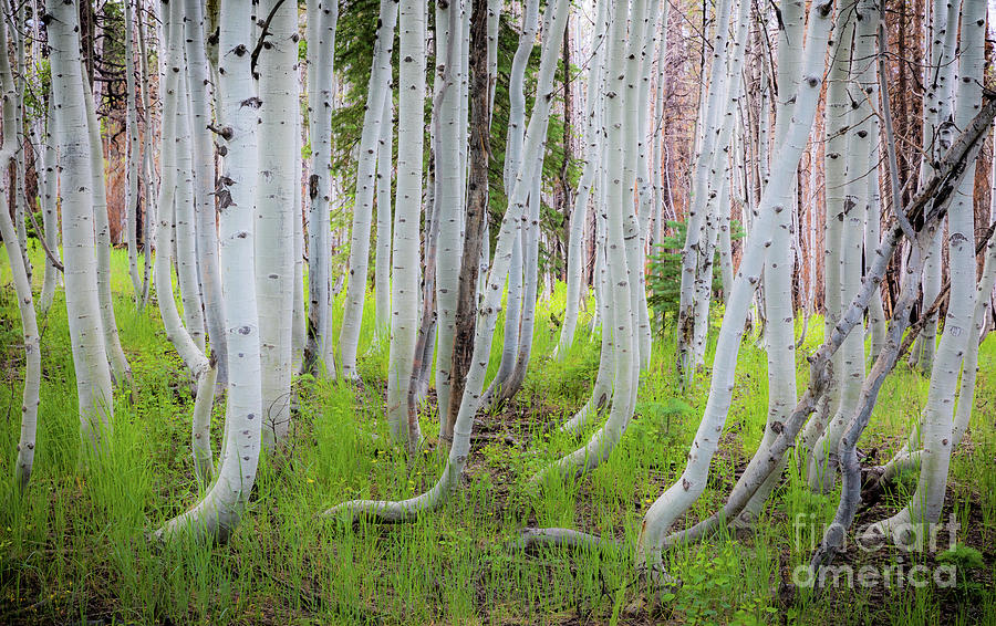 Grand Canyon Birch Trees Photograph by Inge Johnsson