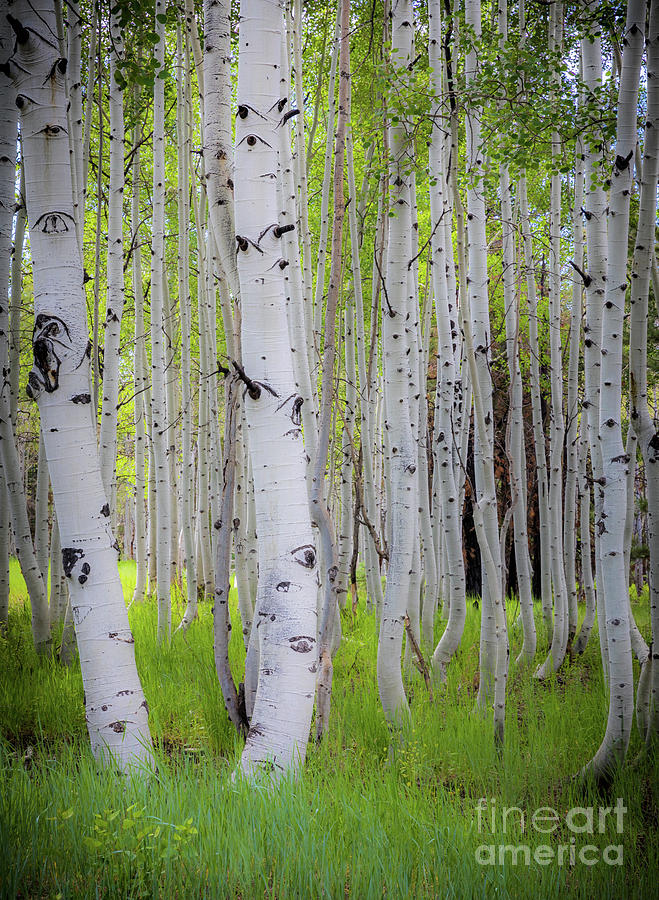 Grand Canyon Birches Photograph by Inge Johnsson