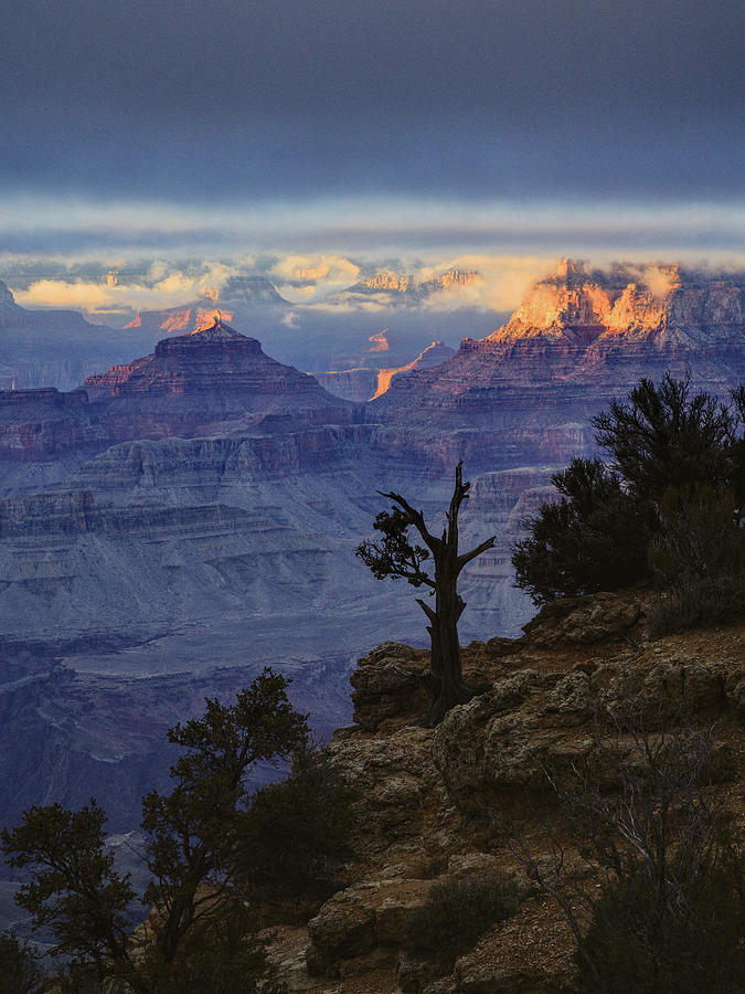 Grand Canyon Lone Tree Photograph by Chance Kafka