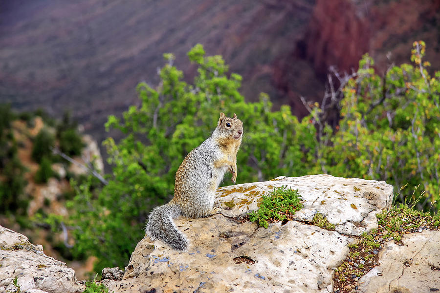 Grand Canyon Squirrel Photograph by Dawn Richards