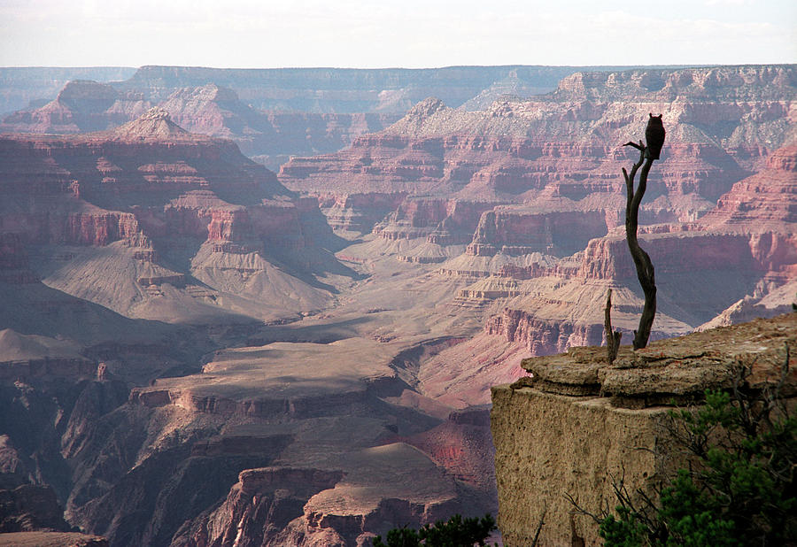 Grand Canyon With Owl Wide Photograph by Ryan Mcginnis