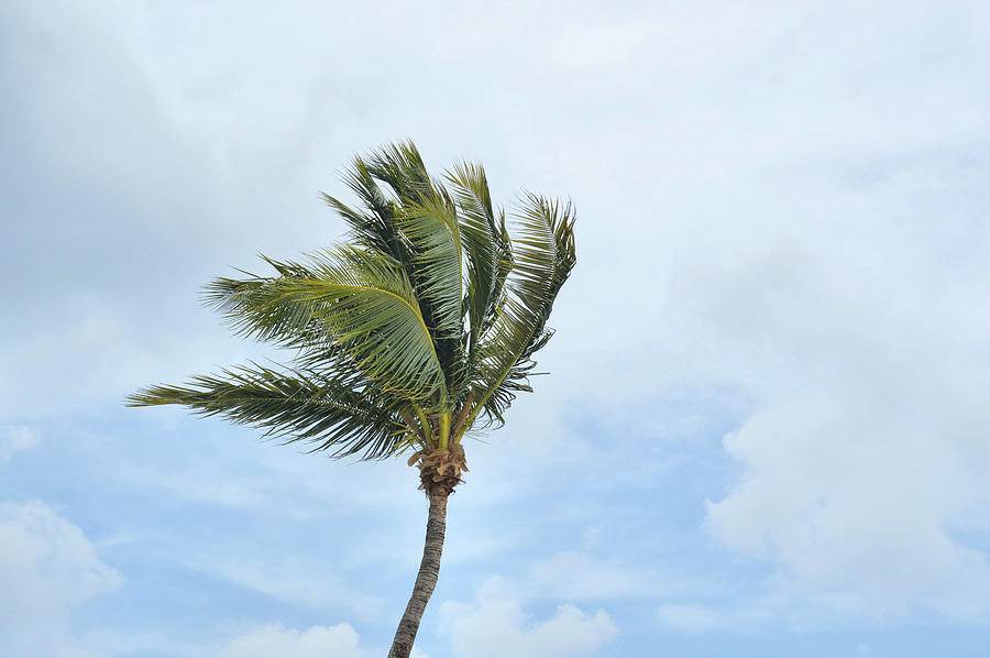 Grand Cayman Breezes Photograph by JAMART Photography