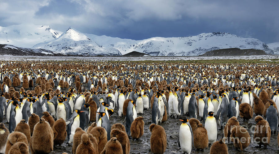 Thousands of King Penguins on South Georgia Island Photograph by Tom Schwabel