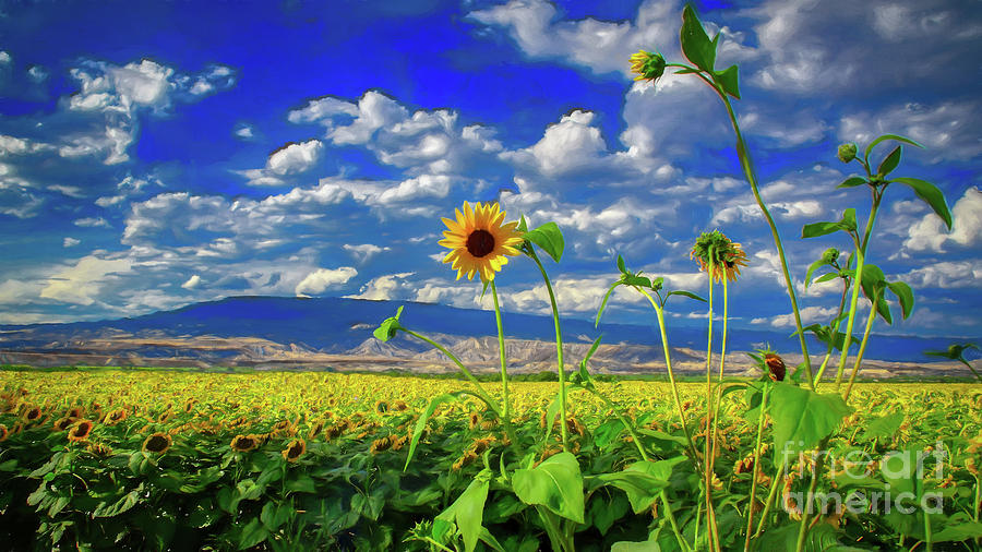 Grand Mesa Sunflowers Photograph by Janice Pariza