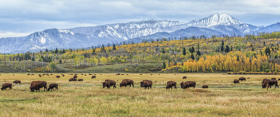 Bison Photograph - Grand Teton Bison Grazing by Galloimages Online