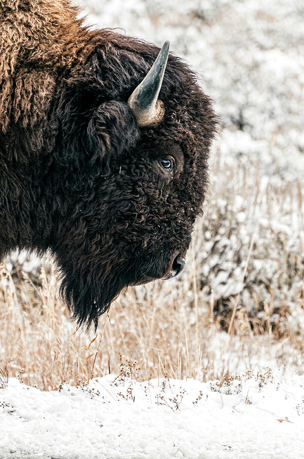 Grand Teton National Park Photograph - Grand Teton Bison by Peter Tompkins