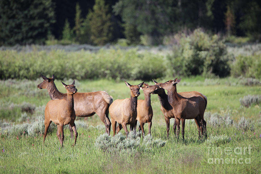 Grand Teton Elk Photograph by Elizabeth Winter