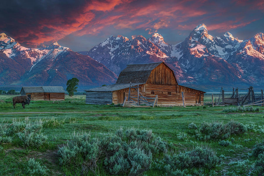 Grand Teton Mormon Barn At Sunrise Photograph By Galloimages Online