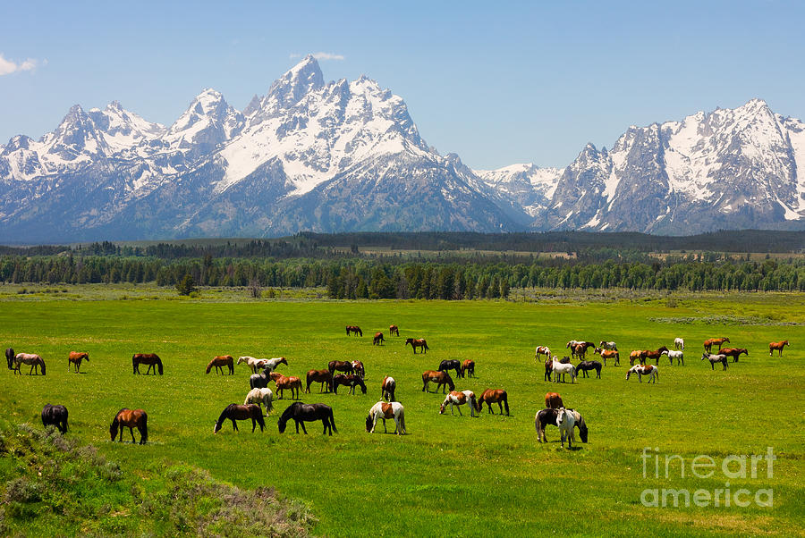 Usa Photograph - Grand Teton National Park by Andrew Zarivny Usa Photograph - Grand Teton National Park by Andrew Zarivny