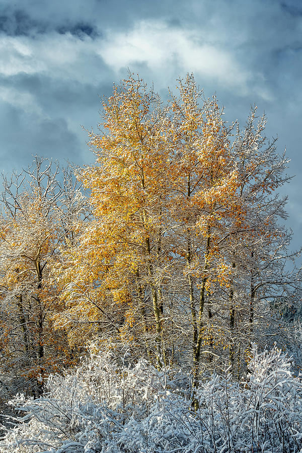 Grand Teton National Park Fall Cottonwoods in snow.  Photograph by Doug Holck
