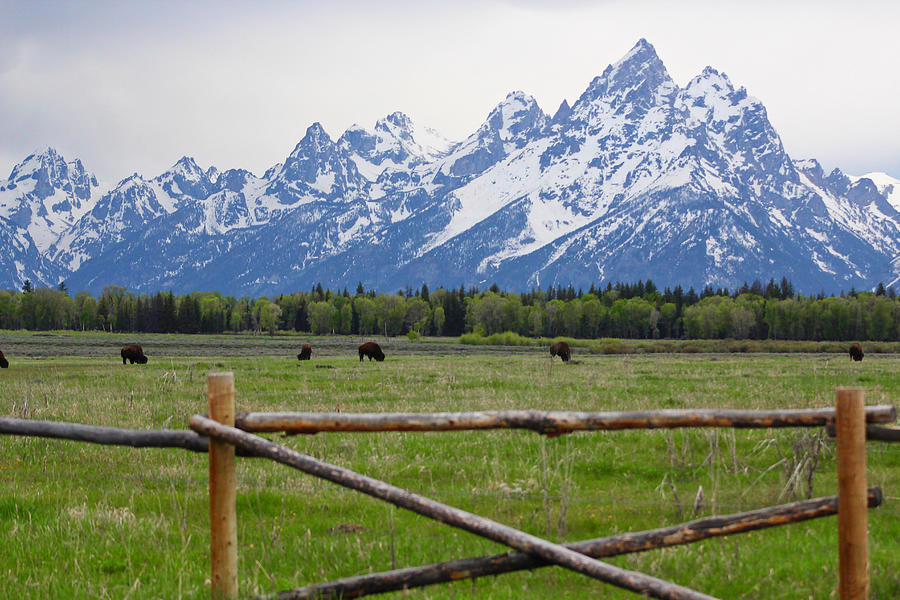 Bison And Mountains Grand Teton National Park Photograph by Jordan Hill