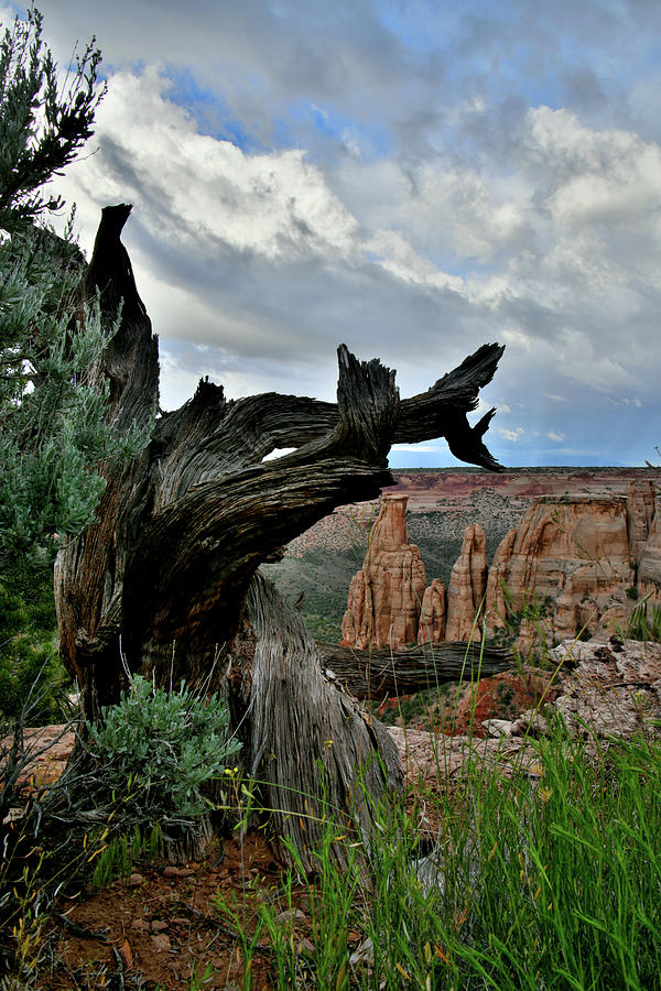 Grand View Point Juniper Frames Buttes Photograph by Ray Mathis