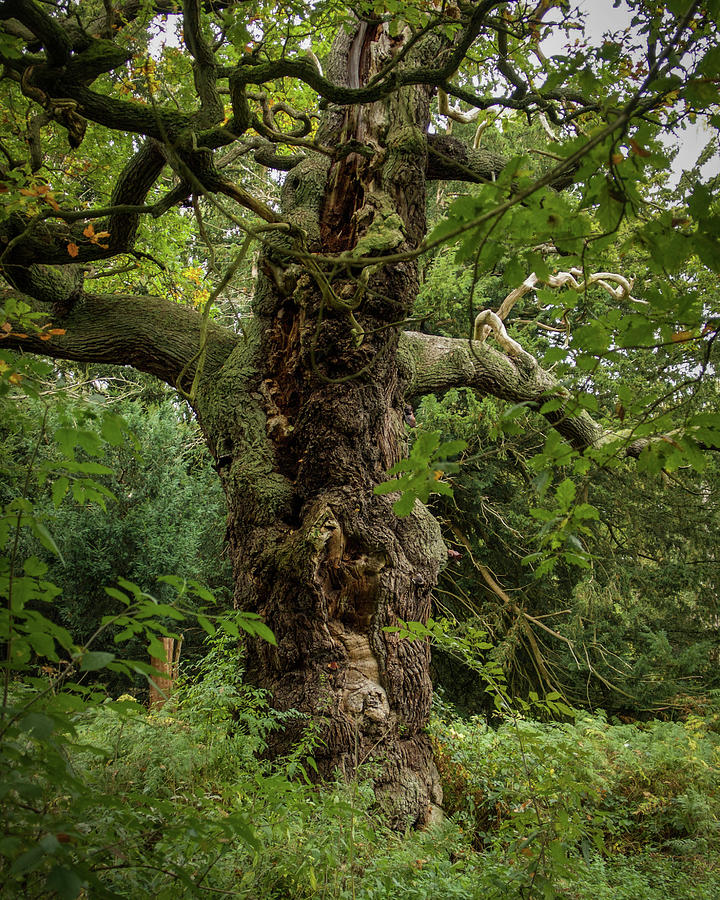 Grandfather Oak With Burled Trunk And Crooked Branches In Sherwood Forest Photograph By Sallye