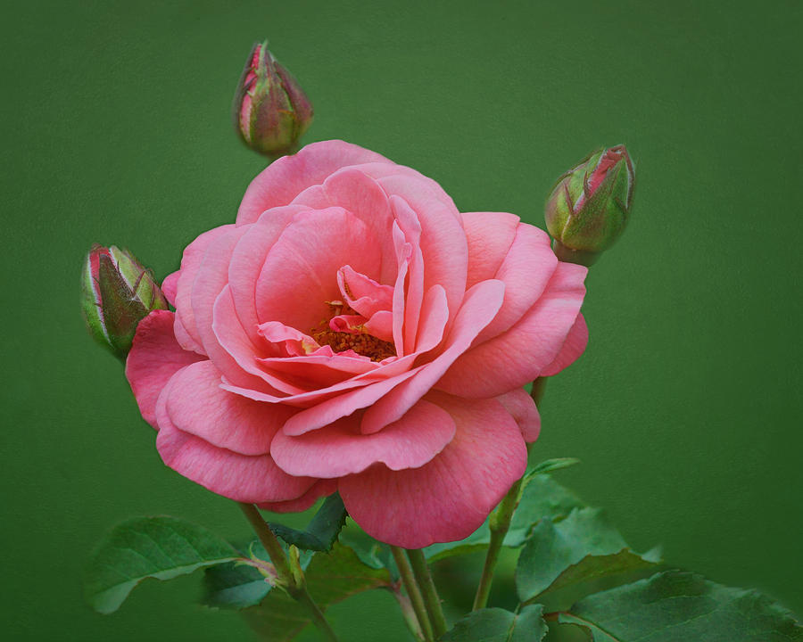 Grandiflora Rose - Rosa Baisme Photograph by Nikolyn McDonald