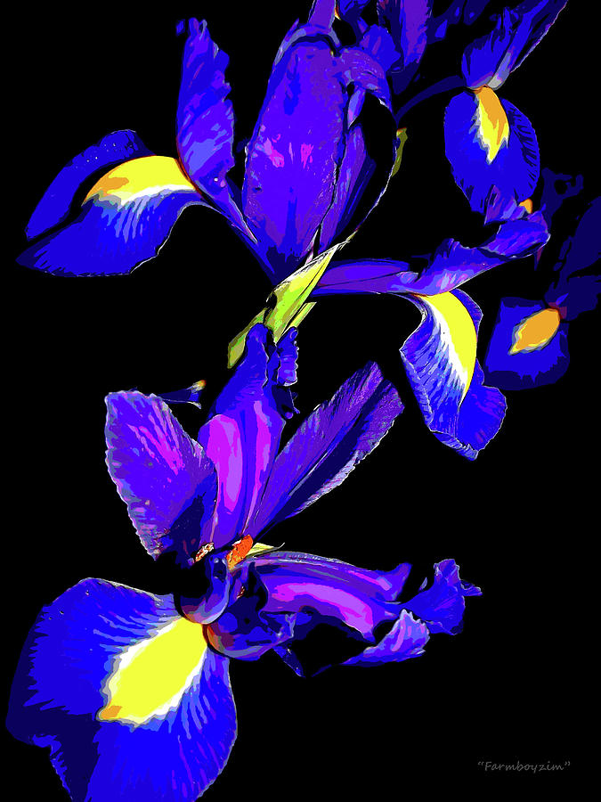 Grandmas Iris 3 Photograph by Harold Zimmer