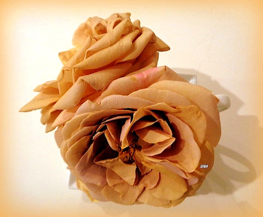 Grandmas Roses - 3 Photograph by VIVA Anderson