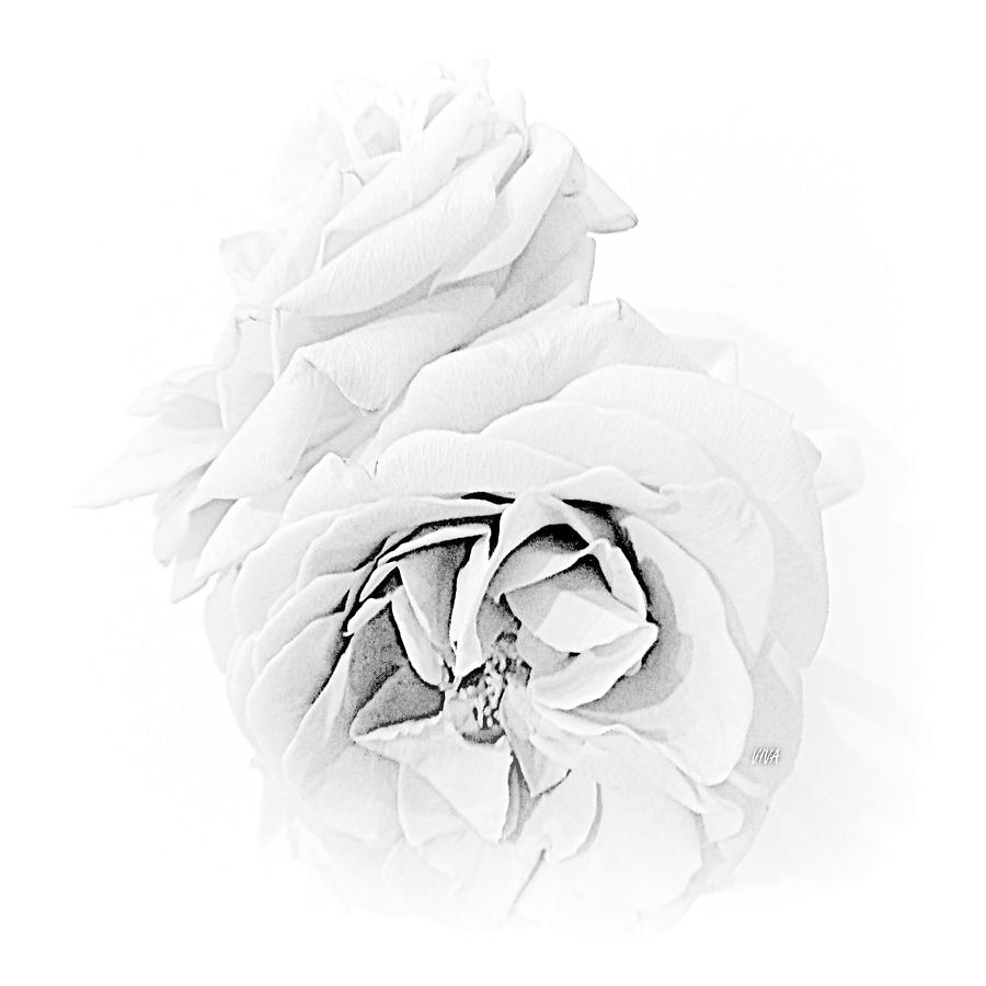 Grandmas Roses - B - W by VIVA Anderson Grandmas Roses - B - W by VIVA Anderson