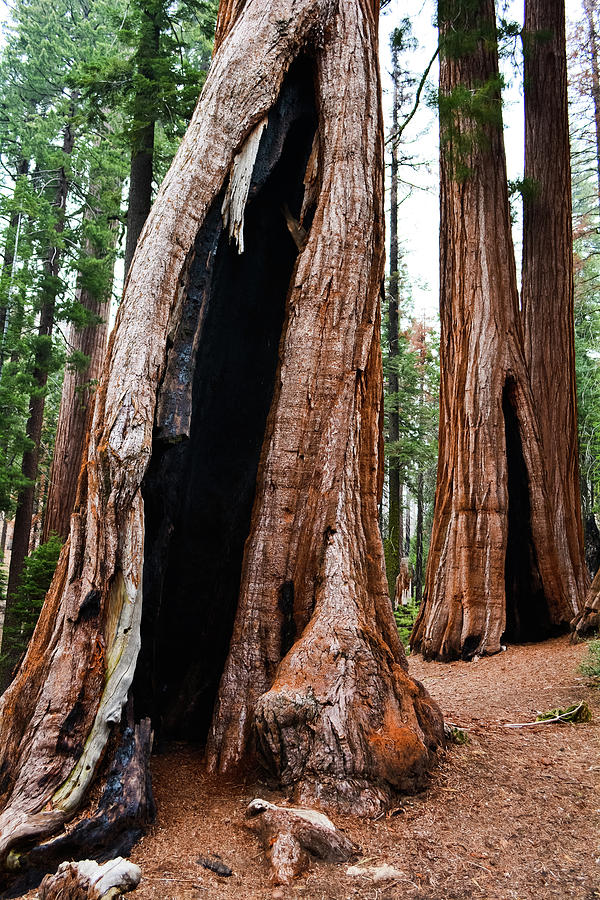 Grant Grove Sequoia Photograph by Kyle Hanson