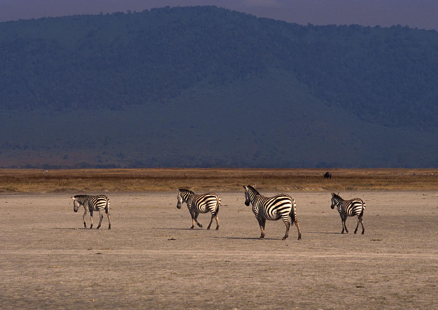 Grant Zebra Photograph by Imagenavi