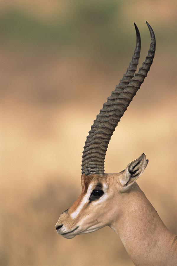 Grants Gazelle Portrait Photograph by James Warwick