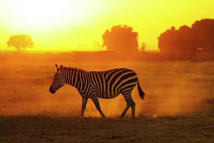 Grants Zebra Backlit Photograph by Hiroya Minakuchi