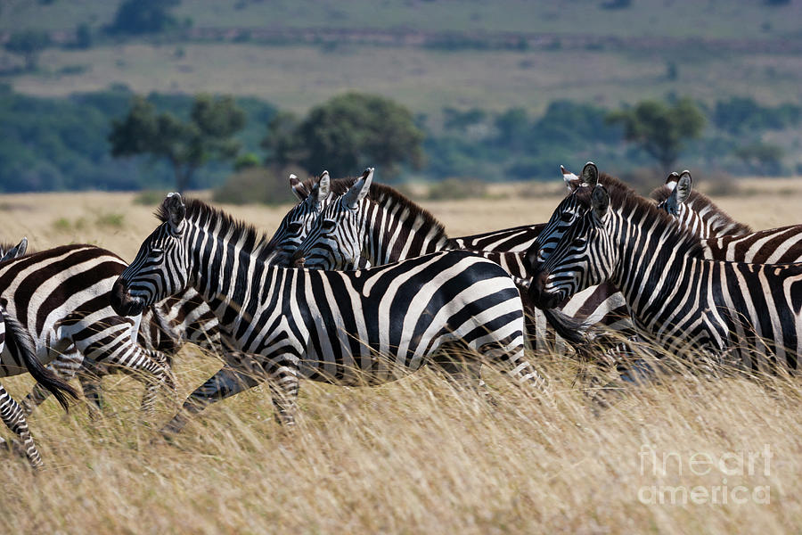 Grants Zebras, Kenya Photograph by Mint Images/ Art Wolfe