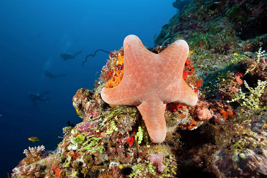 Granulated Sea Star Choriaster by Nhpa