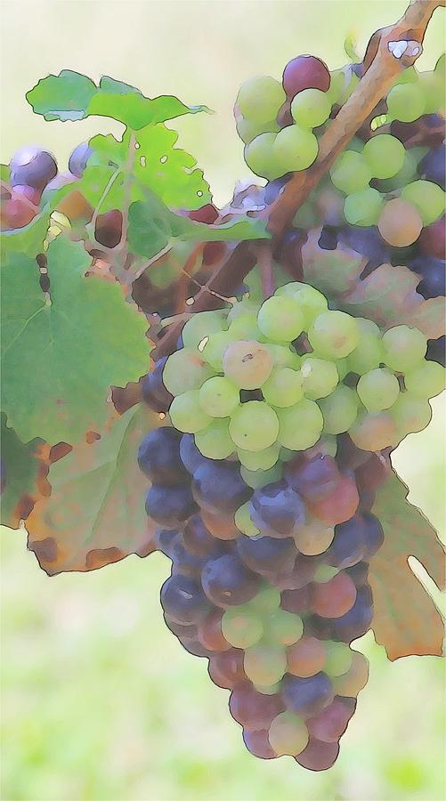 Grape Clusters 2017 c Photograph by Cathy Lindsey